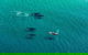25-30 Minute Newcastle & Macquarie Helicopter Shared Flight - thumb 2