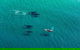 40-45 Minute Port Stephens And Stockton Beach Helicopter Flight - For 2 - thumb 5