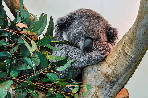 Blue Mountains Highlights & Wildlife Park - Accommodation Batemans Bay 1