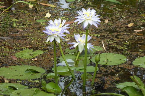 Yellow Water Cruise - Kakadu - Accommodation Batemans Bay 3