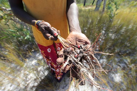 Gay-Wu Woman\'s 5 Day Yolngu Homeland Tour - Accommodation Batemans Bay 10