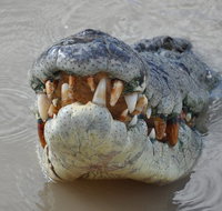 Jumping Crocodile Day Trip from Darwin - Accommodation Batemans Bay