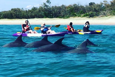 Half Day Dolphin Kayaking And Snorkeling Tour - Accommodation Batemans Bay 1