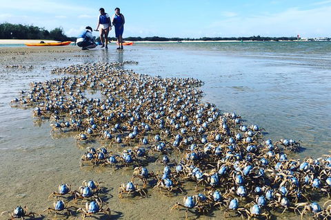 Half Day Dolphin Kayaking And Snorkeling Tour - Accommodation Batemans Bay 10