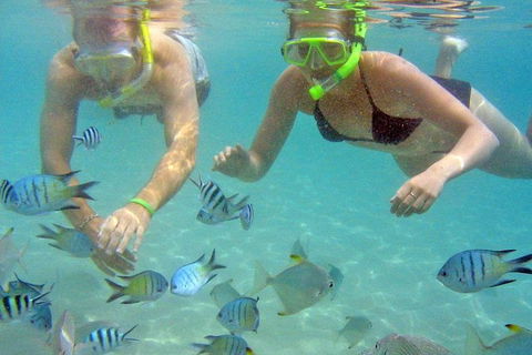 Half Day Dolphin Kayaking And Snorkeling Tour - Accommodation Batemans Bay 4