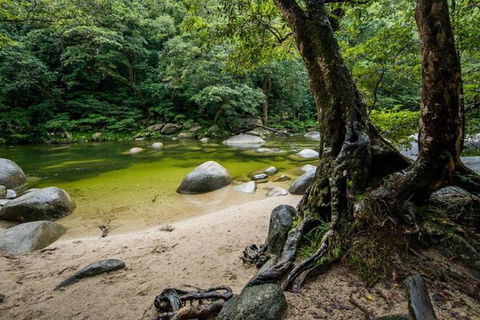 Port Douglas Daintree National Park Boutique Full-Day Tour - Accommodation Batemans Bay 5