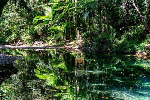 Port Douglas Daintree National Park Boutique Full-Day Tour - Accommodation Batemans Bay 4