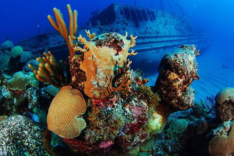 PADI Diving Courses On The Gold Coast - Accommodation Batemans Bay 3