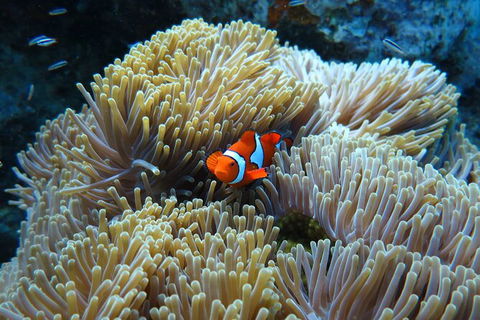 PADI Diving Courses On The Gold Coast - Accommodation Batemans Bay 4