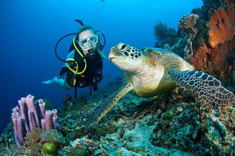 PADI Diving Courses On The Gold Coast - Accommodation Batemans Bay 1
