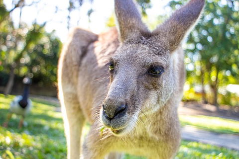 Virtual Interactive Australian Wildlife Tour With Private Guide-Wildlife Habitat - Accommodation Batemans Bay 6