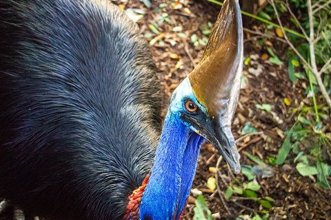 Virtual Interactive Australian Wildlife Tour With Private Guide-Wildlife Habitat - Accommodation Batemans Bay 5