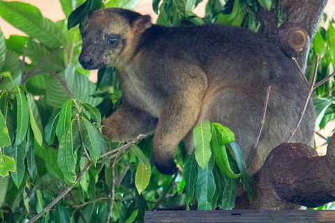 Virtual Interactive Australian Wildlife Tour With Private Guide-Wildlife Habitat - Accommodation Batemans Bay 1