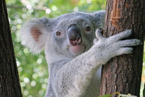 Virtual Interactive Australian Wildlife Tour With Private Guide-Wildlife Habitat - Accommodation Batemans Bay 0