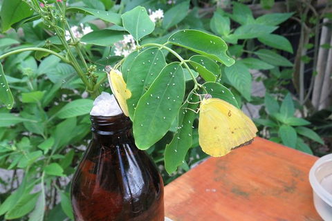 Australian Butterfly Sanctuary- Virtual Interactive Tour With Private Guide - Accommodation Batemans Bay 5