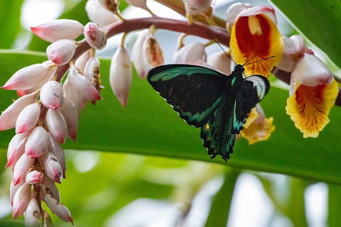 Australian Butterfly Sanctuary- Virtual Interactive Tour With Private Guide - Accommodation Batemans Bay 0