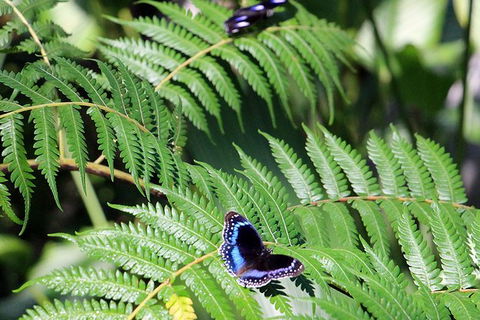 Australian Butterfly Sanctuary- Virtual Interactive Tour With Private Guide - Accommodation Batemans Bay 3