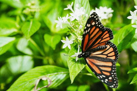 Australian Butterfly Sanctuary- Virtual Interactive Tour With Private Guide - Accommodation Batemans Bay 4