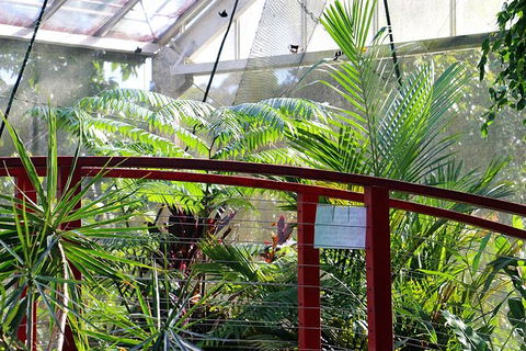 Australian Butterfly Sanctuary- Virtual Interactive Tour With Private Guide - Accommodation Batemans Bay 2