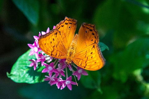 Australian Butterfly Sanctuary- Virtual Interactive Tour With Private Guide - Accommodation Batemans Bay 1
