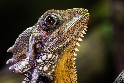 Cairns Aquarium By Twilight With 3 Course Dinner - Accommodation Batemans Bay 5