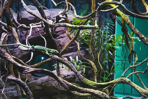 Cairns Aquarium By Twilight With 3 Course Dinner - Accommodation Batemans Bay 8
