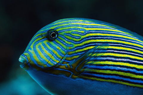 Cairns Aquarium By Twilight With 3 Course Dinner - Accommodation Batemans Bay 4