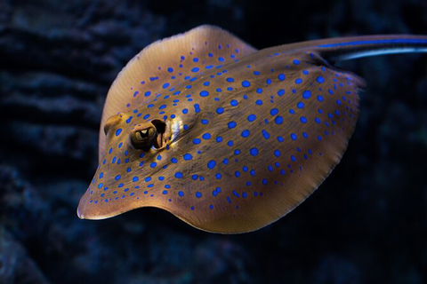 Cairns Aquarium By Twilight With 3 Course Dinner - Accommodation Batemans Bay 2