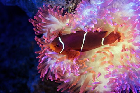 Cairns Aquarium Tour By Twilight With Drink And Appetiser - Accommodation Batemans Bay 2