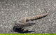 Coffin Bay Oysters, Ocean & Nature Tour - thumb 5