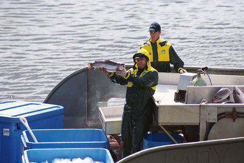 Afternoon Gordon River Dinner Cruise - Departing 3pm - Accommodation Batemans Bay 3