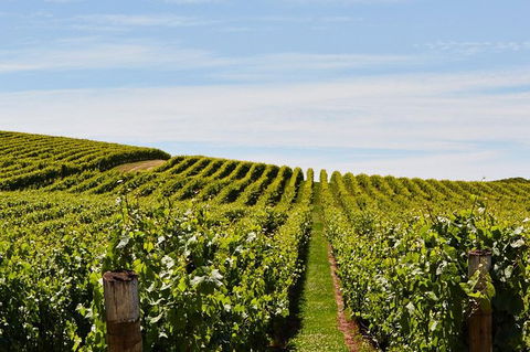 Launceston Wine & Sightseeing Tours - Accommodation Batemans Bay 3
