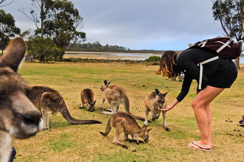 4-Day Fabulous Tasmania Tour: Wineglass Bay, Port Arthur, Devils & Bruny Island - Accommodation Batemans Bay 5