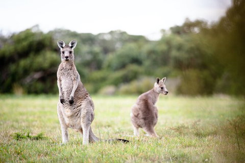 LGBT+ Friendly 3 Day Tour The Grampians, Daylesford & Ballarat - Accommodation Batemans Bay 2