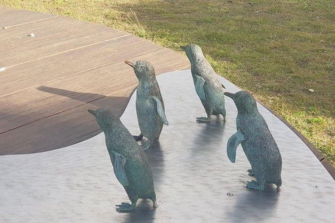Phillip Island Penguin And Wildlife Tour - Accommodation Batemans Bay 14