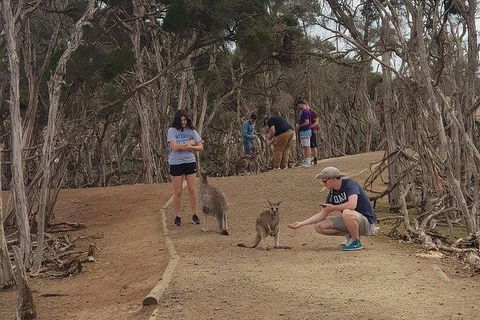 Phillip Island Penguin And Wildlife Tour - Accommodation Batemans Bay 34