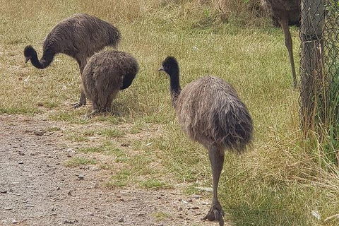 Phillip Island Penguin And Wildlife Tour - Accommodation Batemans Bay 32