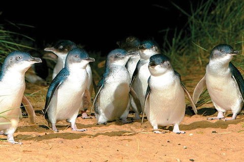 Phillip Island Penguin And Wildlife Tour - Accommodation Batemans Bay 0