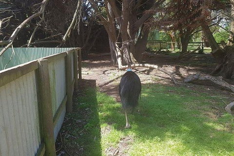 Phillip Island Penguin And Wildlife Tour - Accommodation Batemans Bay 5