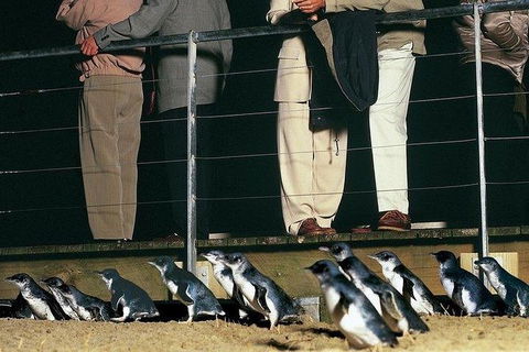 Phillip Island Penguin And Wildlife Tour - Accommodation Batemans Bay 20