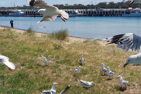 Phillip Island Penguin And Wildlife Tour - Accommodation Batemans Bay 1