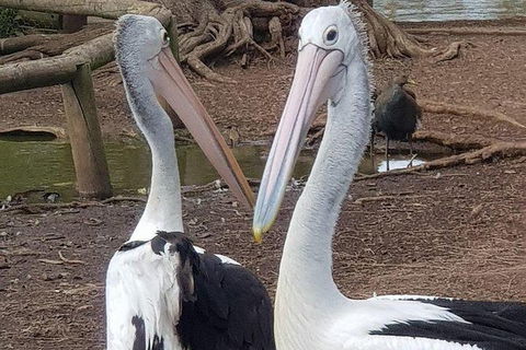 Phillip Island Penguin And Wildlife Tour - Accommodation Batemans Bay 6