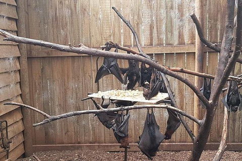 Phillip Island Penguin And Wildlife Tour - Accommodation Batemans Bay 31