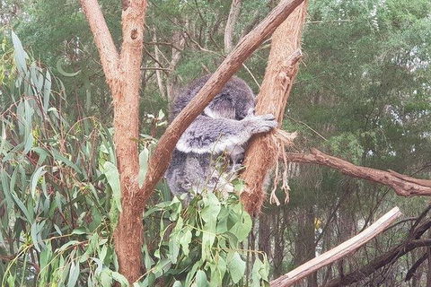 Phillip Island Penguin And Wildlife Tour - Accommodation Batemans Bay 16