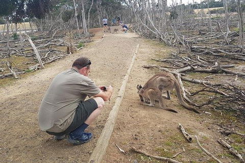 Phillip Island Penguin And Wildlife Tour - Accommodation Batemans Bay 30