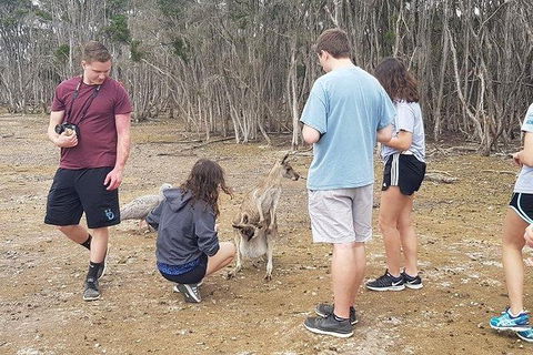 Phillip Island Penguin And Wildlife Tour - Accommodation Batemans Bay 3