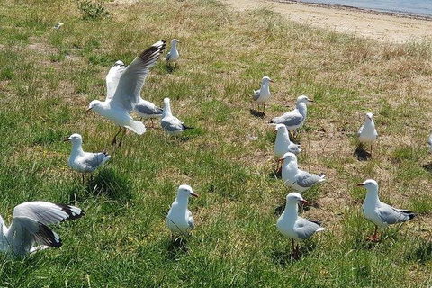 Phillip Island Penguin And Wildlife Tour - Accommodation Batemans Bay 9