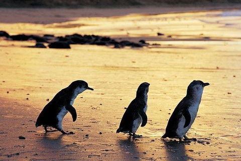 Phillip Island Penguin And Wildlife Tour - Accommodation Batemans Bay 13
