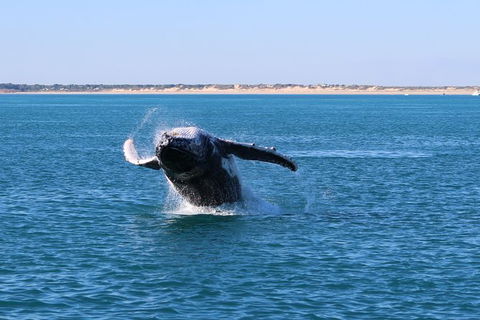 AOC Broome Whale Watching - Accommodation Batemans Bay 3