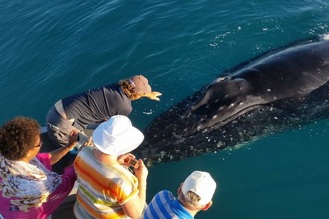 AOC Broome Whale Watching - Accommodation Batemans Bay 0